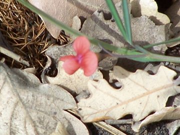 Lathyrus  di pianura e di montagna - L. annuus e L. cicera